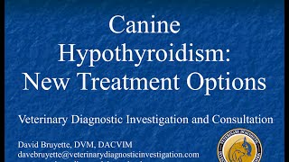 Canine Hypothyroidism New Treatment Options [upl. by Korman]