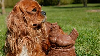 The Heartwarming Reactions of Cavalier King Charles Spaniels to a Babys First Steps [upl. by Assiral]