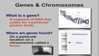 Chapter 11 Part 1  Genes amp Loci [upl. by Odlaner]