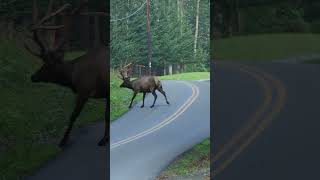 Just another day in Elk Country Benezette PA where these guys have the right of way 😍 [upl. by Aver]