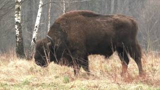 wisent Bison bonasus European bison Bison d Europe [upl. by Alusru]