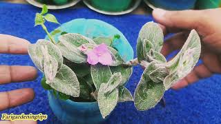 🔴tradescantia sillamontanawhite gossmorewhite velvet cobwortfarigardeningtips [upl. by Attelra]