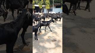 Osmanabadi goats in large quantity at Unnati Goat Farm [upl. by Nilahs]