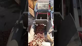 Carrot packaging lineshortvideo farming [upl. by Woodcock]