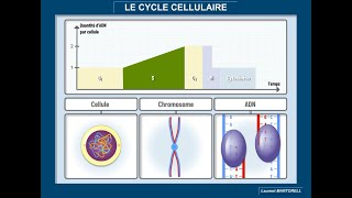 Tout savoir et comprendre sur le cycle cellulaire [upl. by Damalus]