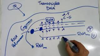 Transcrição do DNA  Explicação Detalhada [upl. by Wahlstrom]