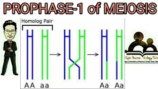 Prophase 1 of meiosis 1 detailed leptotene zygotene pachytene diplotene diakinesis explained [upl. by Sirdi419]