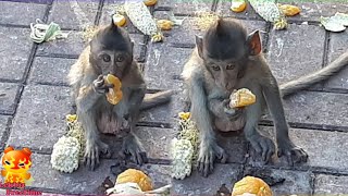 The little monkey wants to try eating an orange [upl. by Richela]