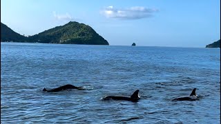 Large pod of dolphins follow boat in Trinidad [upl. by Ahseiyk624]