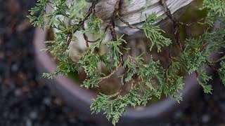 Bonsai Detail Wiring [upl. by Neggem120]