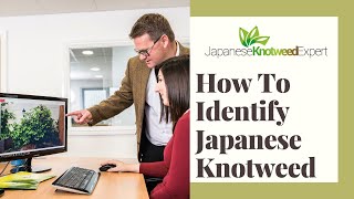 How To Identify Japanese Knotweed [upl. by Quincey20]