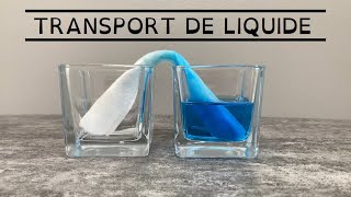 Expériences à la maison  Transport de liquide par capillarité [upl. by Leahpar]