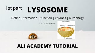 lysosomes in urdu  lysosomes in hindi  lysosome structure and function in urdu  lysosomes mdcat [upl. by Tekcirc]