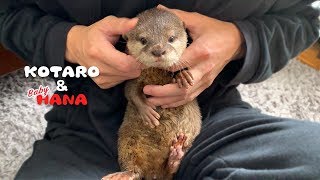 カワウソコタローとハナ かわいい赤ちゃん時代のハナスペシャル Otter KotaroampHana When She Was a Baby [upl. by Lorrie]