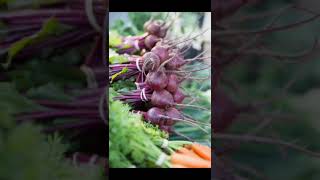 Beetroot Health Benefits shorts beetroot [upl. by Janik409]