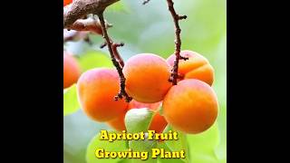 How to grow apricot tree from seeds at home ।growing apricot tree from seeds । shorts। Kapu Gamit [upl. by Bria]