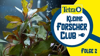 Beleuchtung im Aquarium  Tetra Kleine Forscher Club Video 2 [upl. by Cosma]