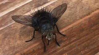 you WANT this guy in your garden beelike tachinid fly hystricia abrupta [upl. by Gisser]