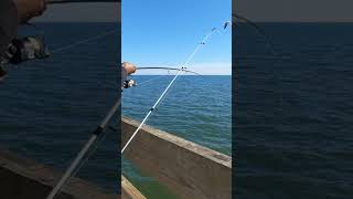 Redfish bait fishing findingpeaceinthegreatoutdoors fishingtechniques [upl. by Endor]