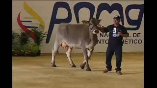 Pardo Suizo y Braunvieh Agroexpo 2015 [upl. by Wehttan]