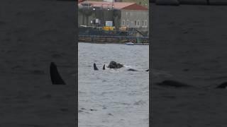 Pod of Orca surround seal Shetland UK part 2 orca shetlandislands killerwhales [upl. by Bywoods]