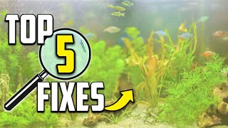 5 Reasons Your Aquarium Looks Cloudy And How to Fix It [upl. by Godiva860]