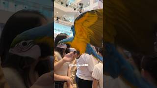 🦜Macaw Parrot petplanet88 youtubeshorts macaw parrot macawparrot birds birdslover pets [upl. by Lan536]