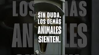 Los animales sienten al igual que tú 💔 asado carne animales [upl. by Nosirrah331]