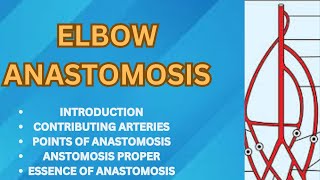 ELBOW ANASTOMOSIS MADE VERY EASY [upl. by Petite]