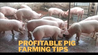 Millionaire Pig Farmer Profitable Pig Farming Tips Gold Dust Farm Success Story Pig Farming Tips [upl. by Dulcea]