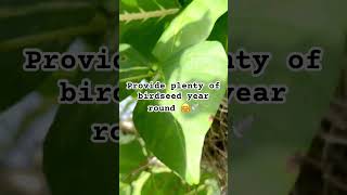 How to grow red birds in your yard 🕊🤗garden grow cardinals redbirds baby angrybirds [upl. by Gehlbach]