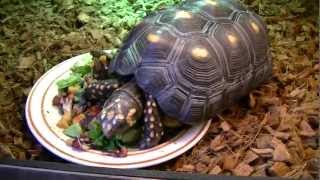 Redfoot Tortoise Care amp Housing HD 720p [upl. by Gilmore]