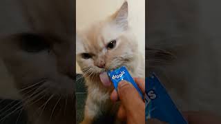 catfood drools chicken paste liked by cat [upl. by Wobniar]