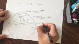 NEET Biotechnology and its Applications Part 2 RNA interference mechanism [upl. by Oiziruam]