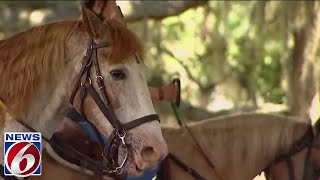 The equineassisted therapy program in Osceola helping veterans [upl. by Erminie]