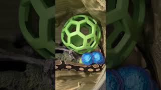 Snake Play Bag reptileenrichment ballpythoncommunity [upl. by Mcilroy]