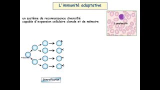 IMMUNOLOGIE IMMUNITE SPECIFIQUE ANTIINFECTIEUSE [upl. by Aggi]