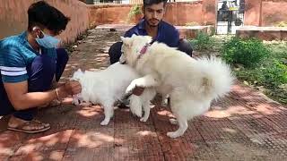 Pomeranian dog mating in Jaipur [upl. by Enahpad]