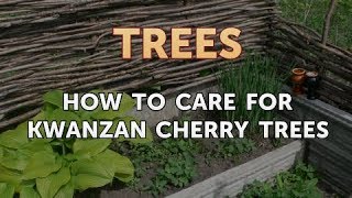 How to Care for Kwanzan Cherry Trees [upl. by Gradeigh]