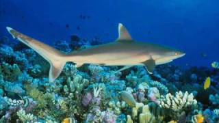 bronze whaler shark vs silvertip shark [upl. by Brander]