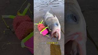 The antibottom fishing method for silver carpantibottomfishing fishing outdoorfishing shorts [upl. by Ludeman785]