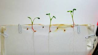 Time Lapse of Radish Seeds  White Background [upl. by Nahtanhoj]