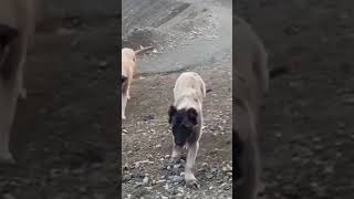 kangalköpekleri kangal kangaldogs dog dogs doglover pitbulldog pitbull pitbulldogvideo 10k [upl. by Schwing376]