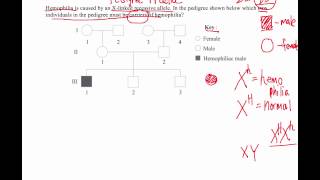 How to Solve Pedigree Diagram Questions IB Biology [upl. by Rehpinnej]