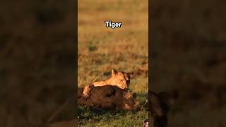 lion catching the wildboar lions hunting hunt wildlife safari wildlifesafari junglesafari [upl. by Wallace]