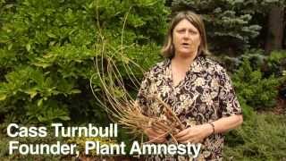 How to Prune Magnolias  Instructional Video w Plant Amnesty [upl. by Saied]