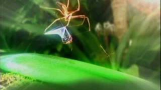 Im a celebrity cutscene spider web catch [upl. by Anuahsed453]