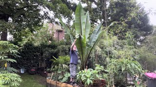 Ensete ventricosum Hiniba  It’s HUGE [upl. by Clerissa247]