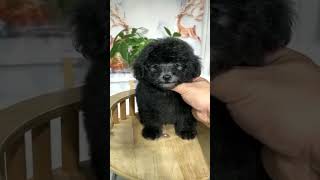 Like a black lion 🦁 🐶 blacklion doglover dog puppy puppie cute cutespets petlovers [upl. by Eelreveb892]