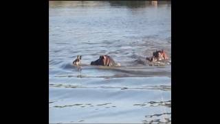 A waterbuck escapes from wild dogs and is cornered by a hippopotamus animals hippopotamus [upl. by Unhsiv]